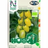 Fröer Nelson Garden Miniplommontomat Krebs Lemon Drops Hög