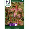 Fröer Nelson Garden Palettblad Wizard Coral Sunrise