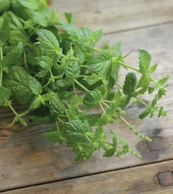 Fröer Nelson Garden Pepparmynta Multimenta