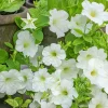 Fröer Nelson Garden Petunia Opera Supreme White F1