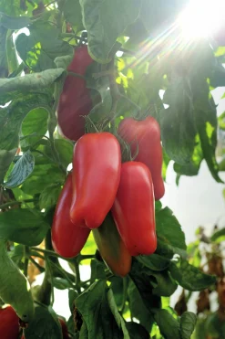 Fröer Nelson Garden Plommontomat Agro F1 Hög Organic