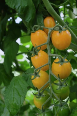 Fröer Nelson Garden Plommontomat Krebs Honey Plum Hög