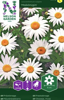 Fröer Nelson Garden Prästkrage Maikönigin Vit