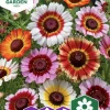 Fröer Nelson Garden Ringkrage Blandade Färger Enkel