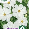 Fröer Nelson Garden Rosenskära Purity Vit