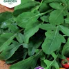 Fröer Nelson Garden Rucola / Senapskål