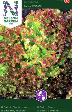 Fröer Nelson Garden Sallat Bladbatavia Lollo Rossa