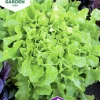 Fröer Nelson Garden Sallat Plock- Salad Bowl Grön