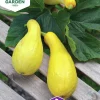 Fröer Nelson Garden Squash Pic n Pic Gul