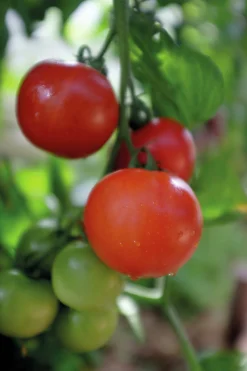 Fröer Nelson Garden Tomat Matina Hög Organic