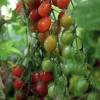 Fröer Nelson Garden Vinbärstomat Petita Hög Organic