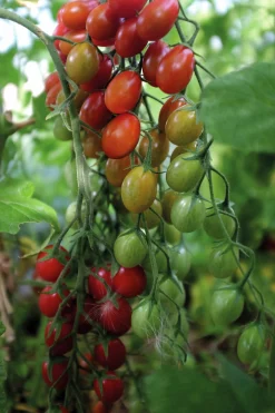 Fröer Nelson Garden Vinbärstomat Petita Hög Organic