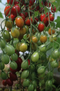 Fröer Nelson Garden Vinbärstomat Petita Hög Organic
