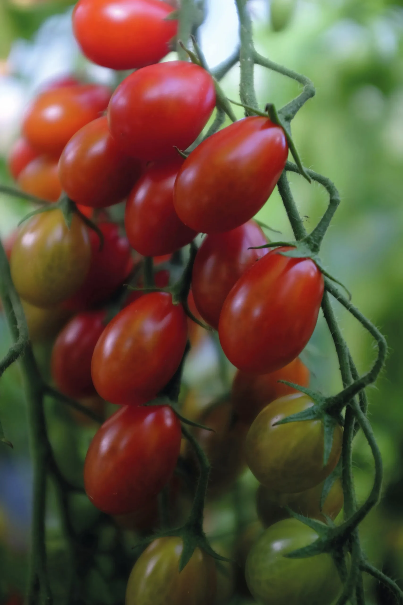 Fröer Nelson Garden Vinbärstomat Petita Hög Organic