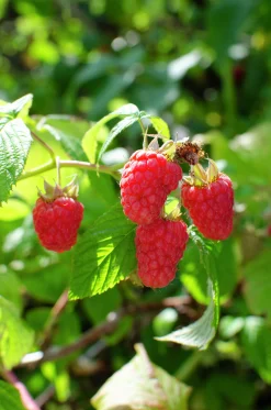 Frukt Bär Mix 13cm kruka