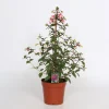 Fuchsia Bella Pyramid 17cm kruka