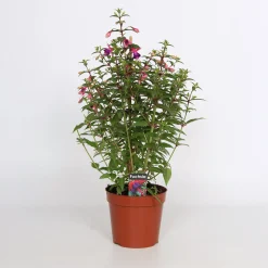 Fuchsia Bella Pyramid 17cm kruka