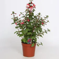 Fuchsia Bella Pyramid 17cm kruka