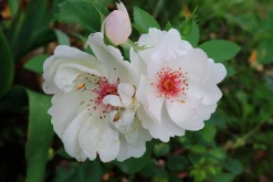 Gammaldags Buskros 'Jacqueline du Pré' 'Harwanna' Barrotad