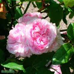 Gammaldags Buskros 'Jacques Cartier' Barrotad