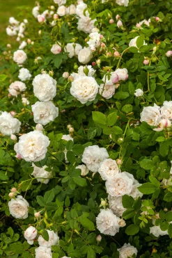 Gammaldags Buskros 'Madame Plantier' Barrotad