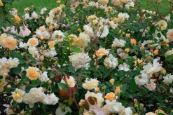 Gammaldags Klätterros 'Buff Beauty' Barrotad