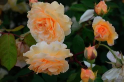 Gammaldags Klätterros 'Buff Beauty' Barrotad