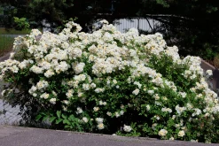 Gammaldags Klätterros 'Helenae Hybrida' Barrotad