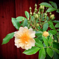 Gammaldags Klätterros 'Helenae Hybrida' Barrotad