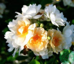 Gammaldags Klätterros 'Helenae Hybrida' Barrotad