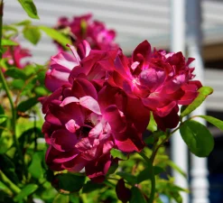Gammaldags Ros 'Burgundy Iceberg' Barrotad