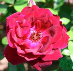 Gammaldags Ros 'Burgundy Iceberg' Barrotad