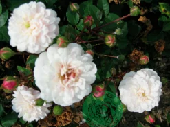 Gammaldags Ros 'Little White Pet' Barrotad