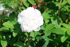 Gammaldags Ros 'Little White Pet' Barrotad