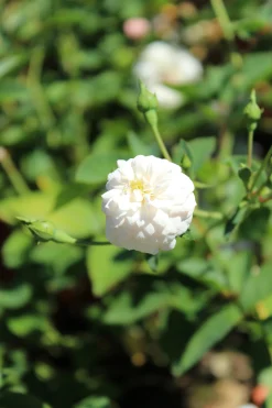 Gammaldags Ros 'Little White Pet' Barrotad
