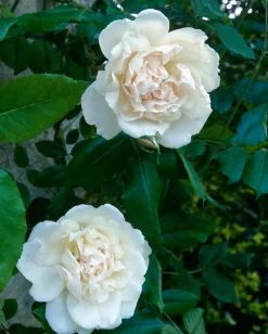 Gammaldags Ros 'Madame Alfred Carriere' Barrotad
