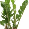 Garderobsblomma Zamiakalla lat. Zamioculcas zamiifolia i 14cm kruka