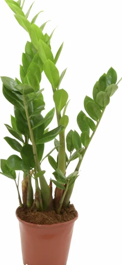 Garderobsblomma Zamiakalla lat. Zamioculcas zamiifolia i 17cm kruka