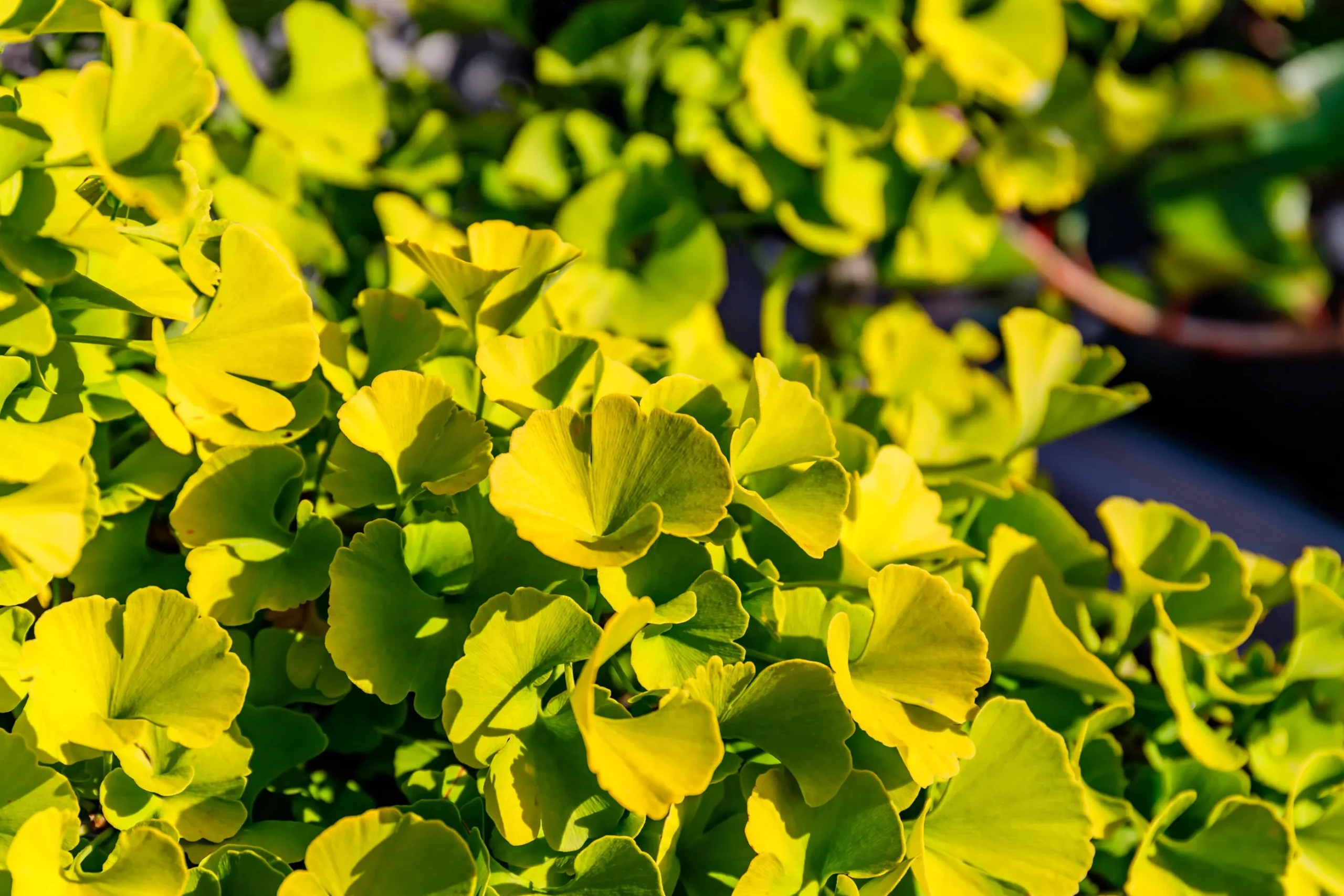 Ginkgo 'Mariken'