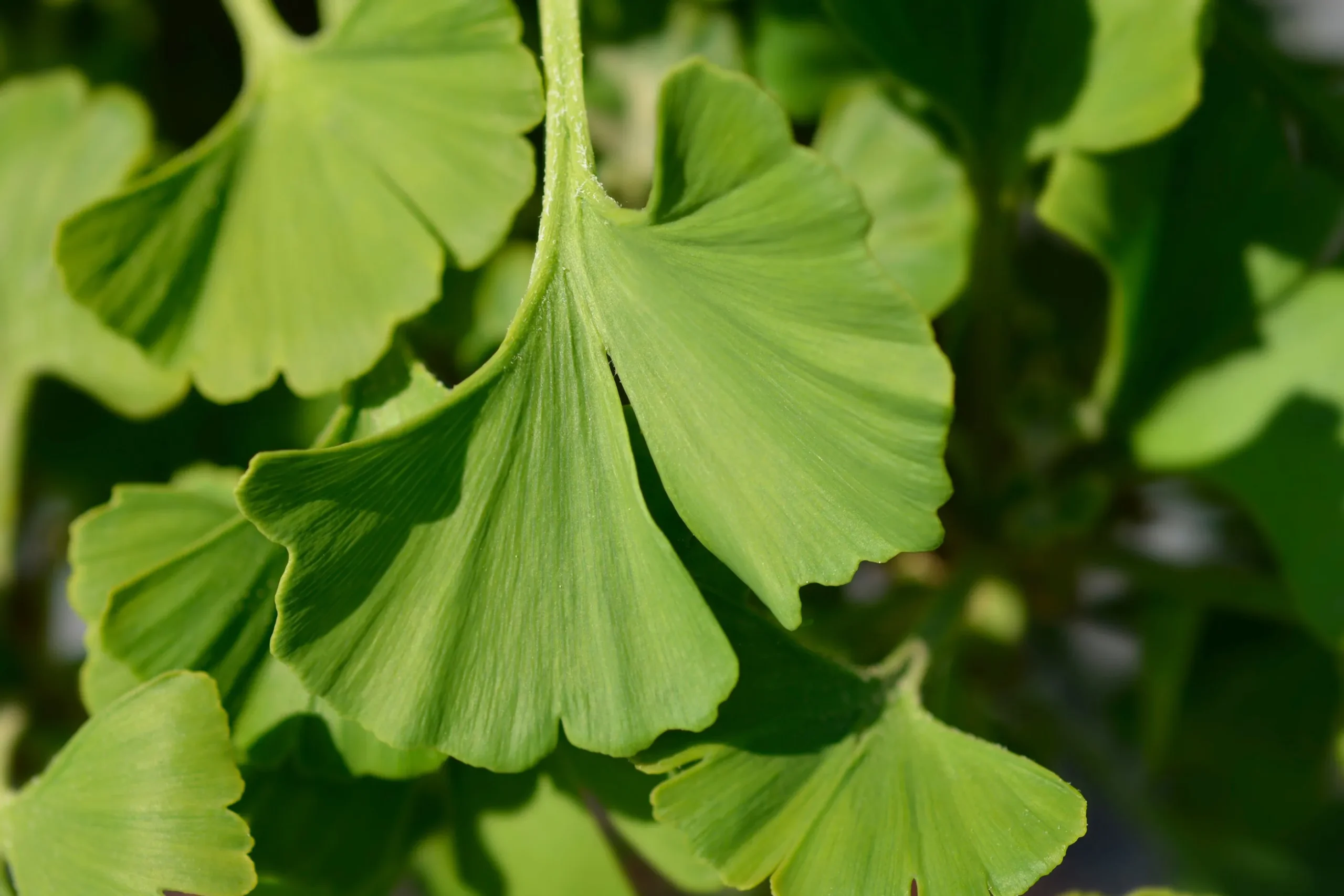 Ginkgo 'Mariken'
