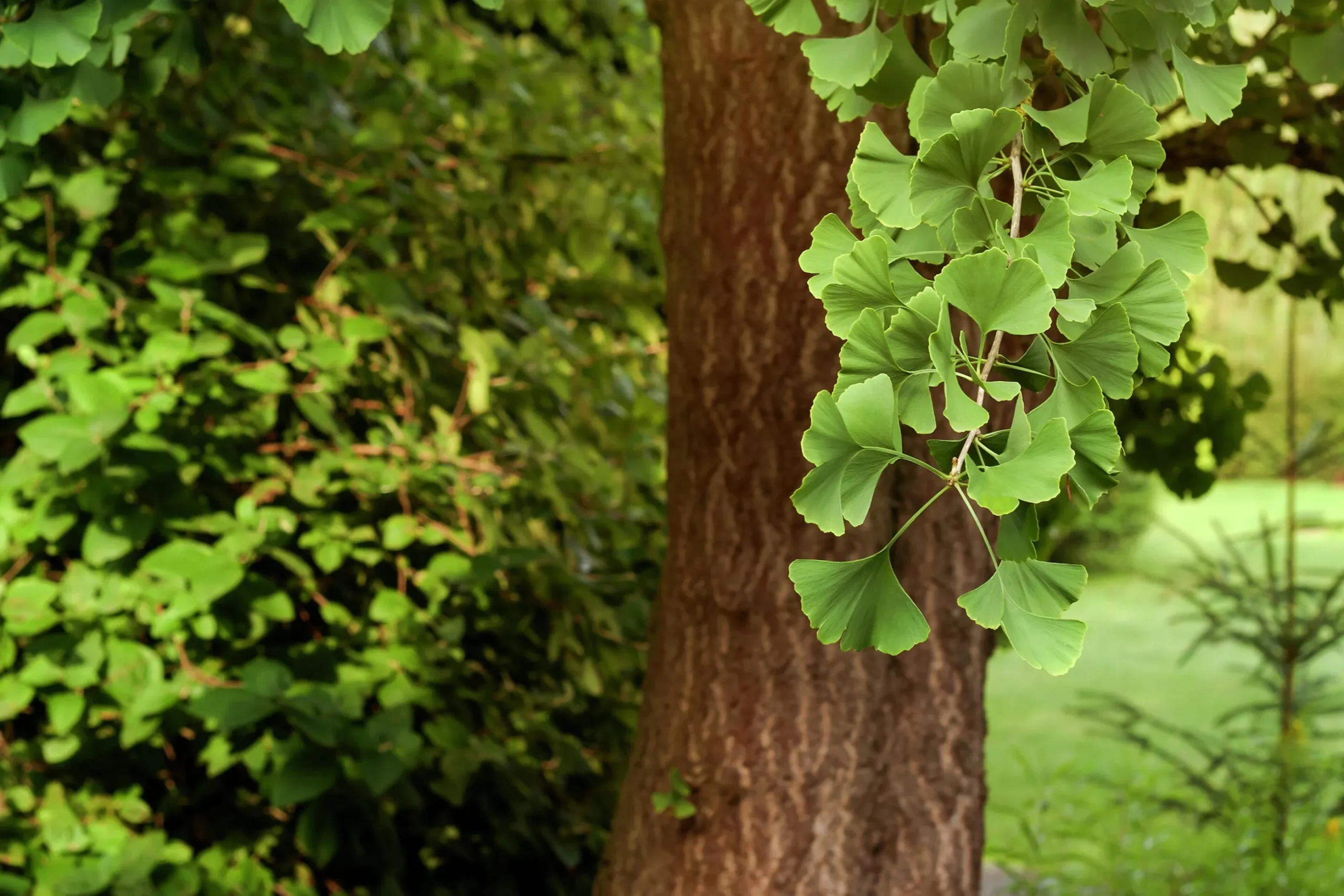 Ginkgo Tempelträd Krukodlad