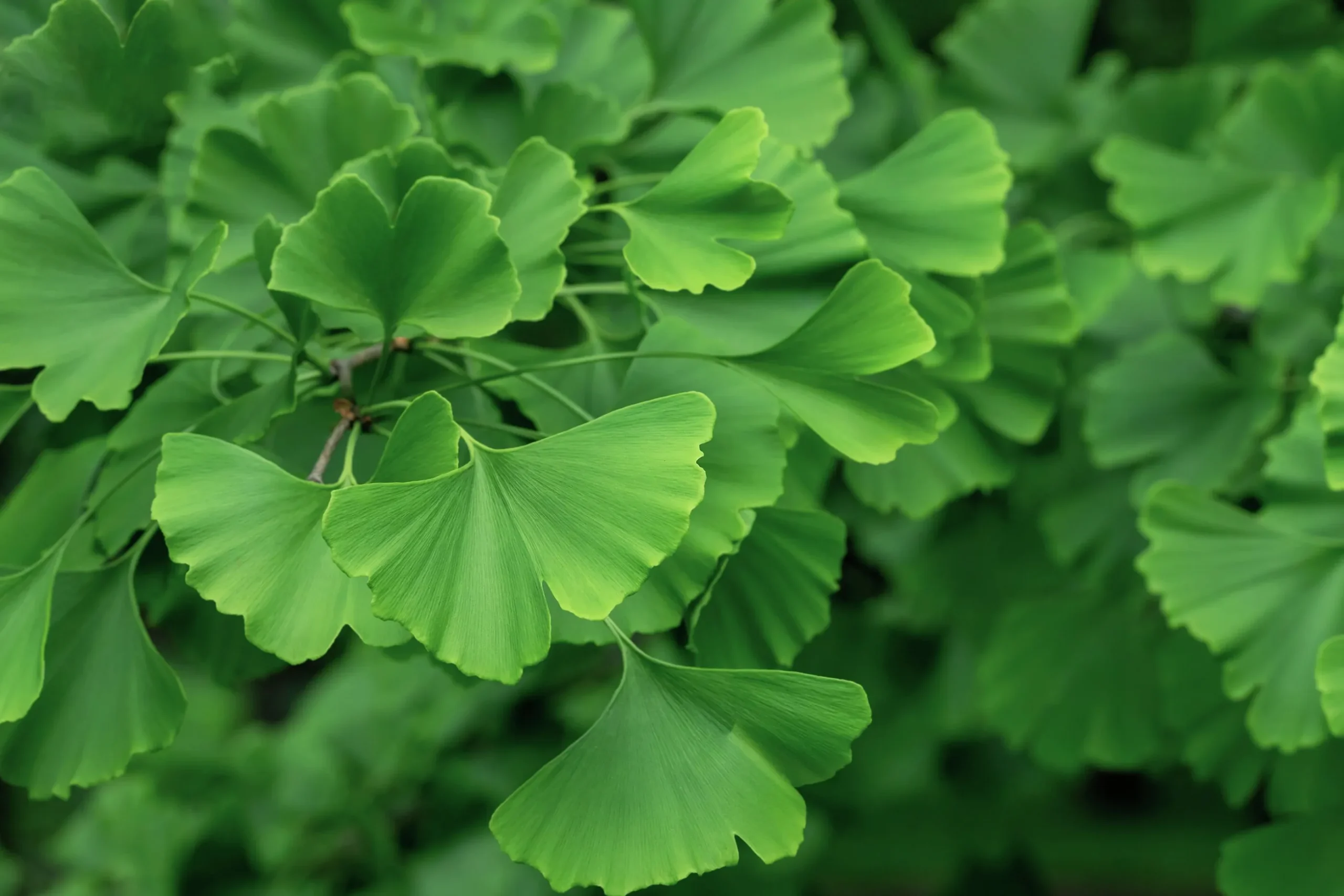 Ginkgo Tempelträd Krukodlad