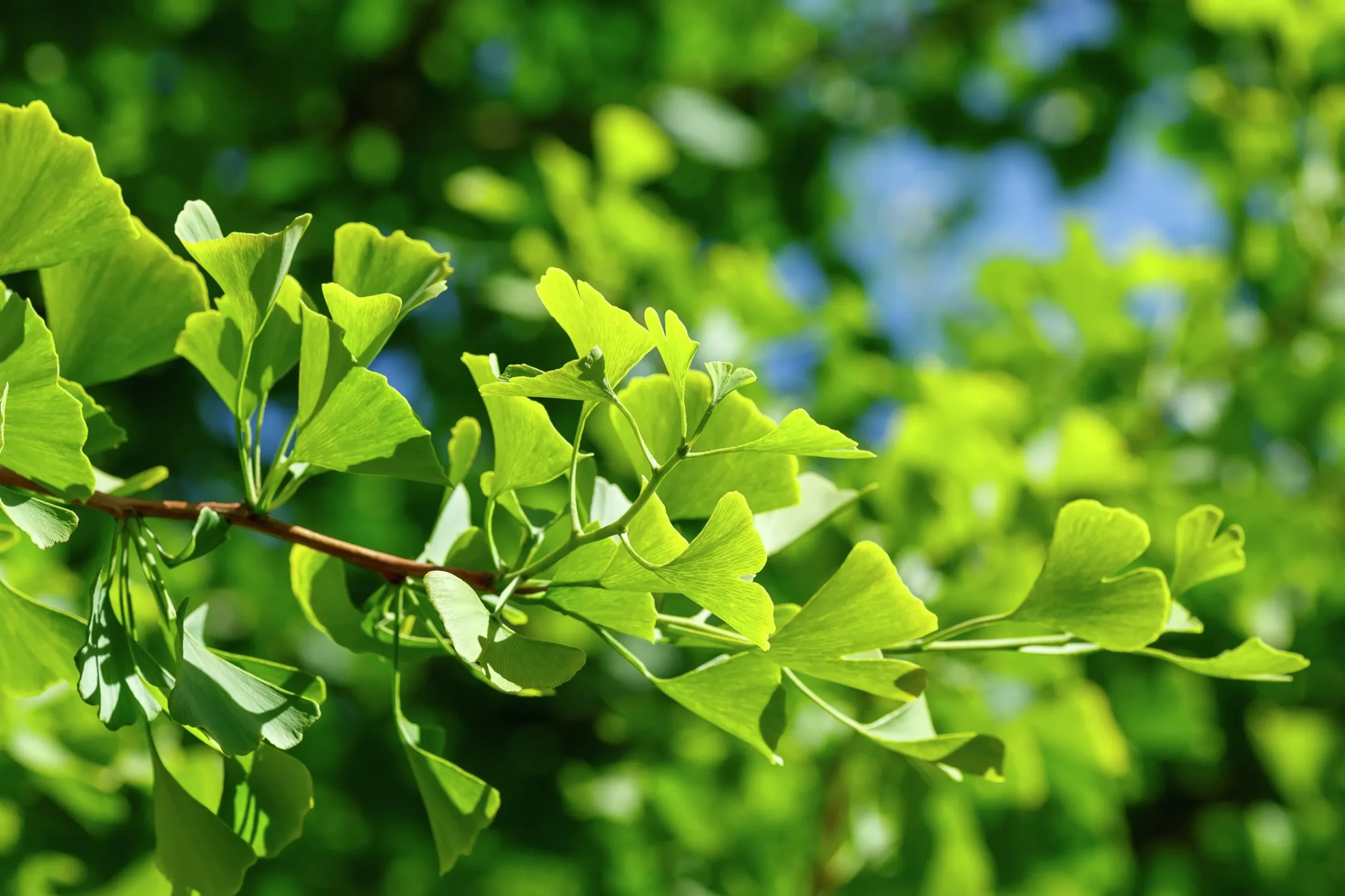 Ginkgo Tempelträd Krukodlad