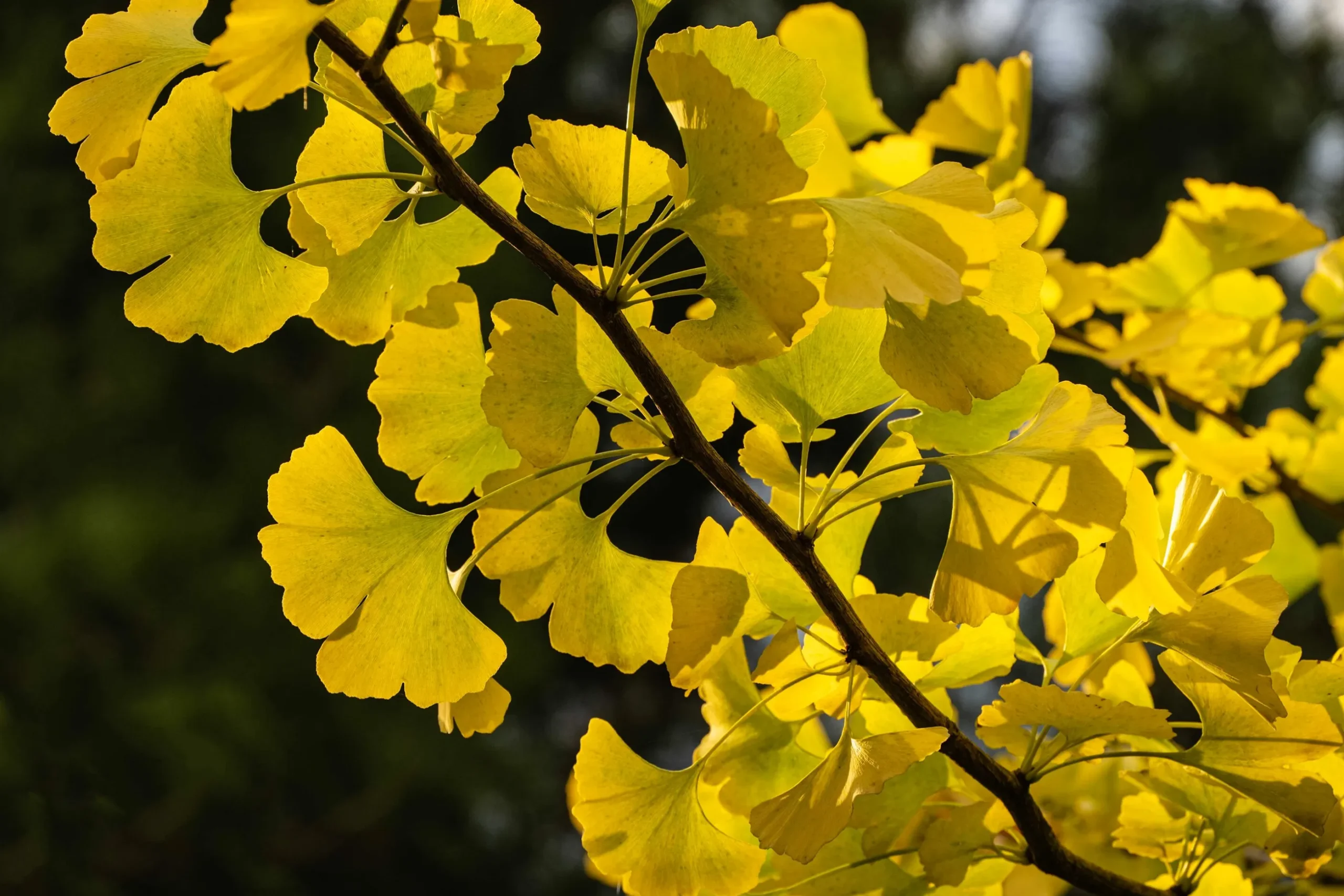 Ginkgo Tempelträd Krukodlad