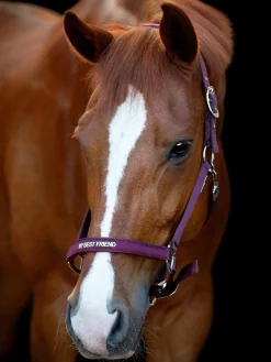 Grimma Horse Guard Malva Lila