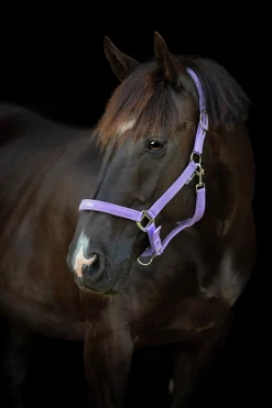 Grimma Horseguard Malva Pretty Girl Lavendel