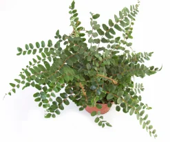 Gröna Krukväxter Mix i 12cm kruka