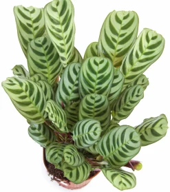 Gröna Krukväxter Mix i 12cm kruka