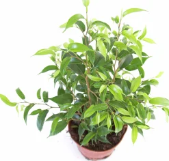 Gröna Krukväxter Mix i 17cm kruka