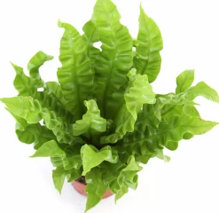 Gröna Krukväxter Mix i 17cm kruka